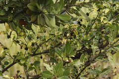 Grewia occidentalis occidentalis