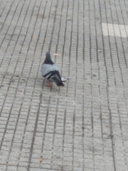 Columba livia
