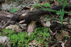 Gyromitra sphaerospora