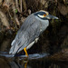 Eastern Yellow-crowned Night Heron - Photo (c) Donna Pomeroy, some rights reserved (CC BY-NC), uploaded by Donna Pomeroy