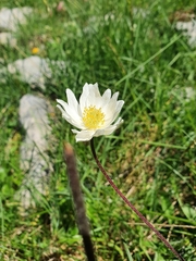 Anemone pavoniana