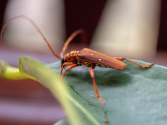 Dejanira quadripunctata