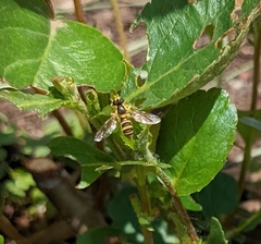 Sphaerophoria contigua