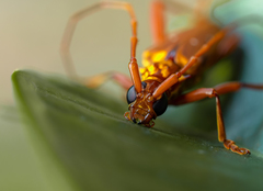 Dejanira quadripunctata