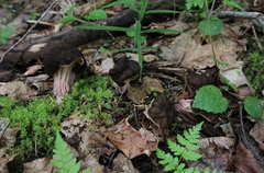 Gyromitra sphaerospora