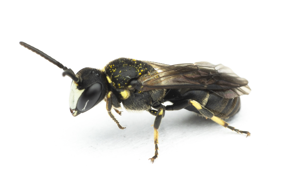 Hylaeus gibbus