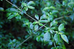 Coprosma foliosa