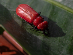 Synhoria maxillosa