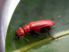 Synhoria maxillosa