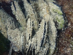 Isognomon alatus