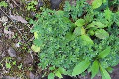 Alpinae