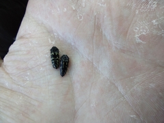 Acmaeodera pubiventris lanata