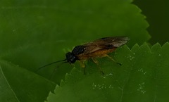 Monostegia abdominalis