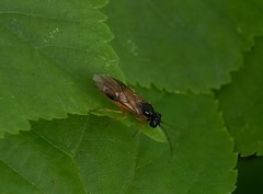 Monostegia abdominalis