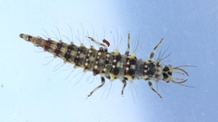 Chrysopa nigricornis