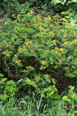 Hypericum inodorum