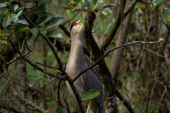 Nycticorax nycticorax image