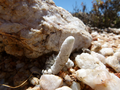 Anacampseros papyracea