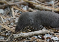 Blarina carolinensis
