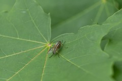 Rhagio vitripennis