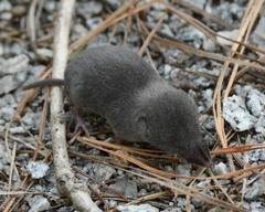 Blarina carolinensis