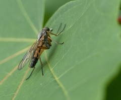 Rhagio vitripennis