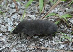 Blarina carolinensis