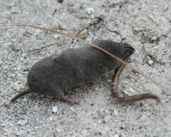 Blarina carolinensis