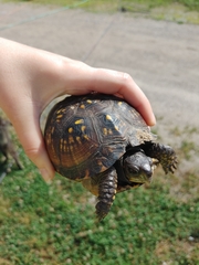 Terrapene carolina