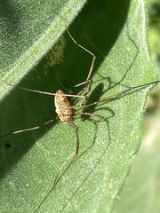 Rilaena triangularis