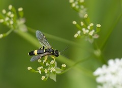 Tenthredo distinguenda