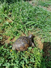 Terrapene carolina
