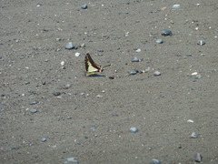 Neographium dioxippus