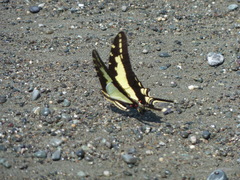 Neographium dioxippus