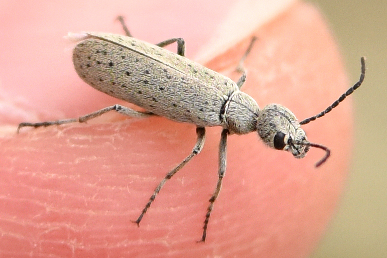 Epicauta bispinosa
