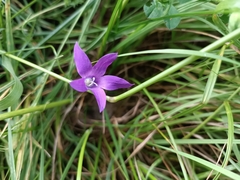 Campanula lusitanica