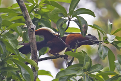 Callosciurus prevostii