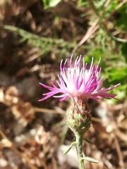 Centaurea paniculata