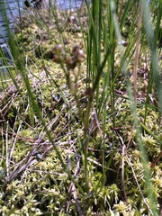 Scheuchzeria palustris