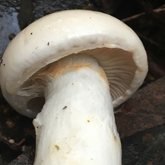 Cortinarius austroalbidus