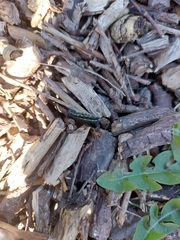 Callimorpha dominula