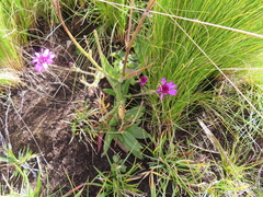 Senecio macrocephalus