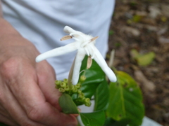 Posoqueria