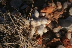 Anacampseros papyracea