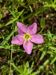 Sabatia campestris