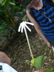Posoqueria