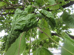 Aphididae