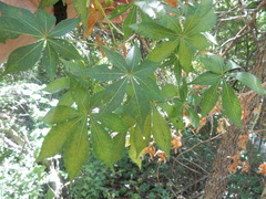 Aesculus glabra arguta