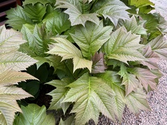 Rodgersia
