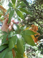 Aesculus glabra arguta